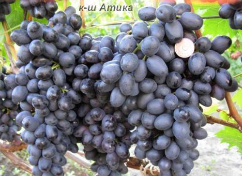 Attica grapes