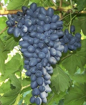 Attica grapes