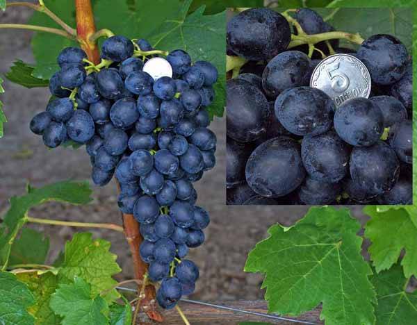 Attica grapes