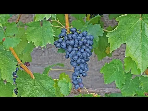 Attica grapes