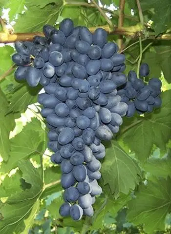 Attica grapes