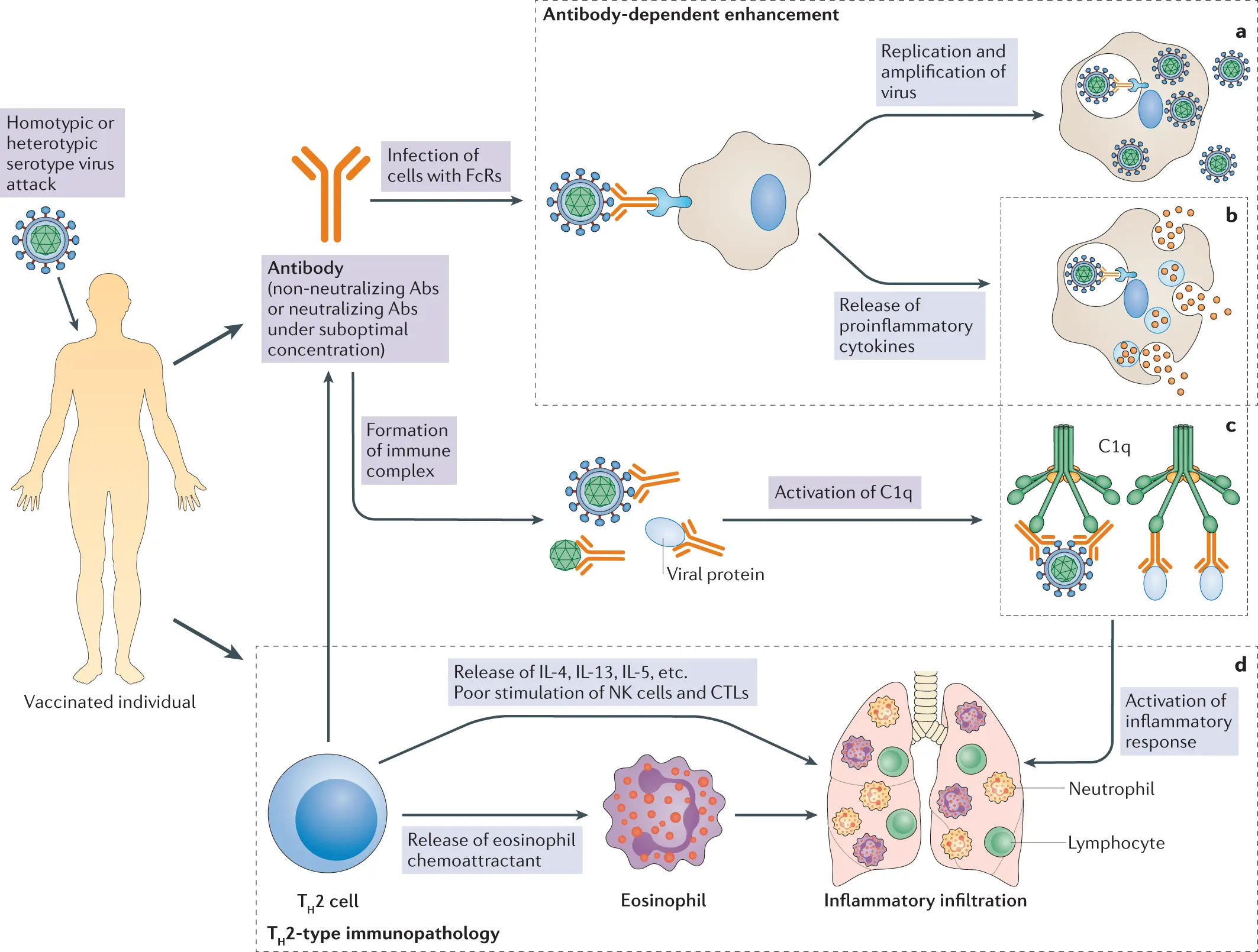 Atypical disorders observed in vaccinated women. Scientists: research needed