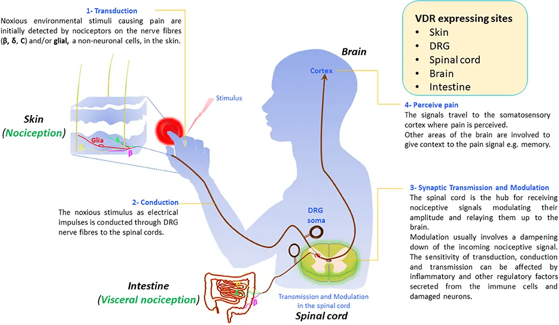 Atypical symptoms of vitamin D deficiency