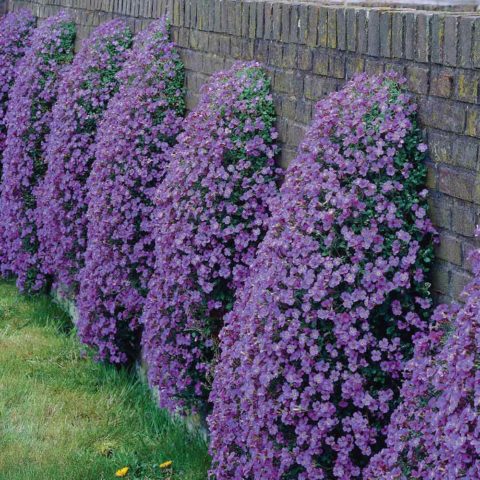 Aubretia (shaving) perennial: planting and care, photo of flowers in a flower bed