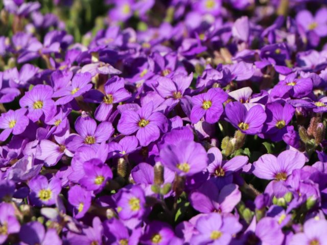 Aubretia (shaving) perennial: planting and care, photo of flowers in a flower bed