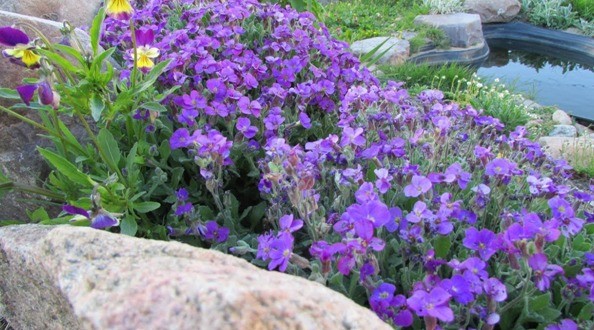 Aubretia (shaving) perennial: planting and care, photo of flowers in a flower bed