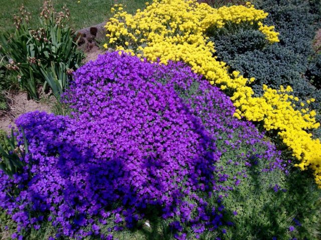 Aubretia (shaving) perennial: planting and care, photo of flowers in a flower bed