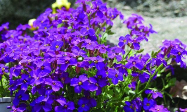 Aubretia (shaving) perennial: planting and care, photo of flowers in a flower bed