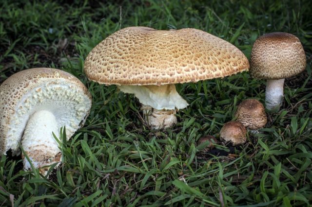 August champignon: description and photo, edibility