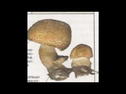 August champignon: description and photo, edibility