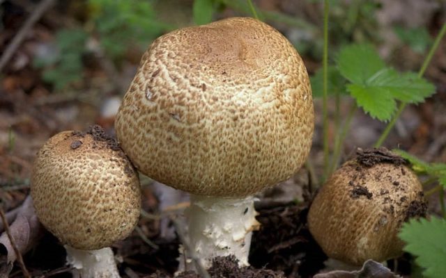 August champignon: description and photo, edibility