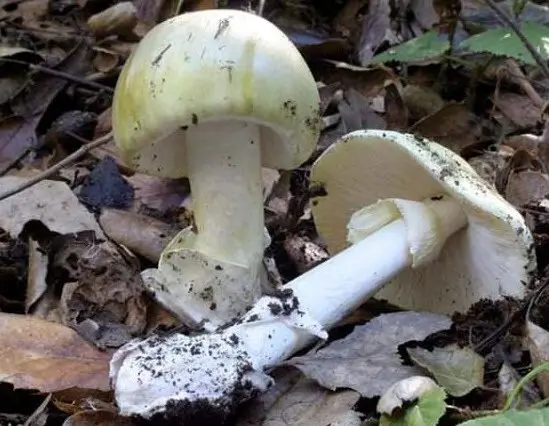 August champignon: description and photo, edibility