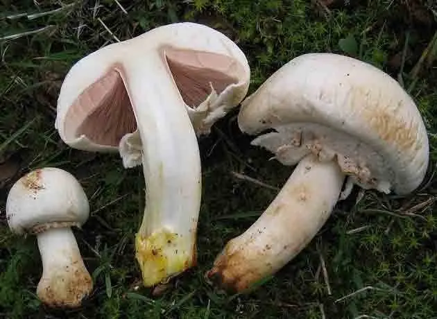 August champignon: description and photo, edibility