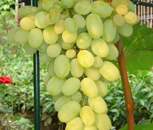 Augustine grape