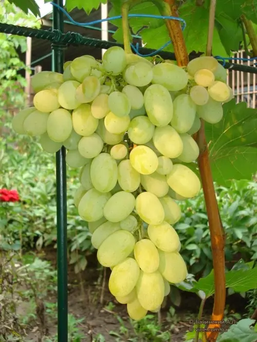 Augustine grape