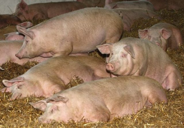 Aujeszkys disease in pigs