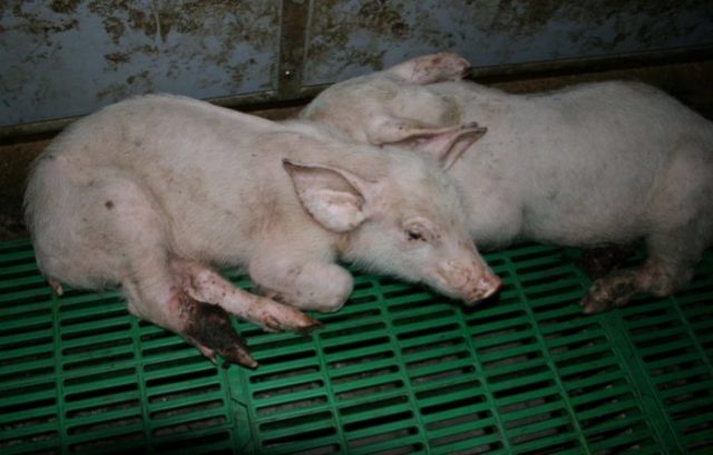 Aujeszkys disease in pigs