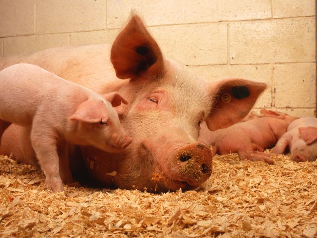 Aujeszkys disease in pigs