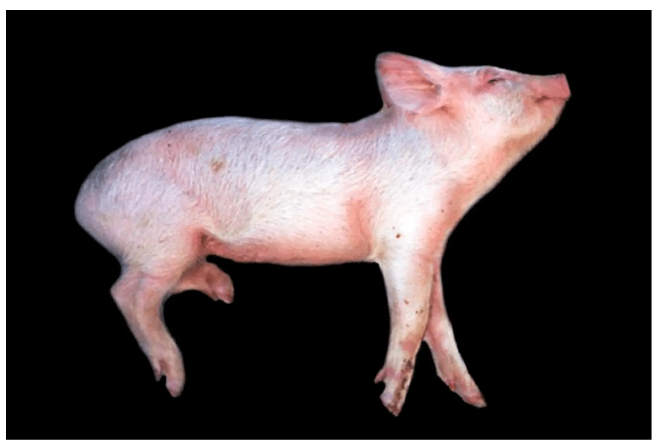 Aujeszky&#8217;s disease in pigs