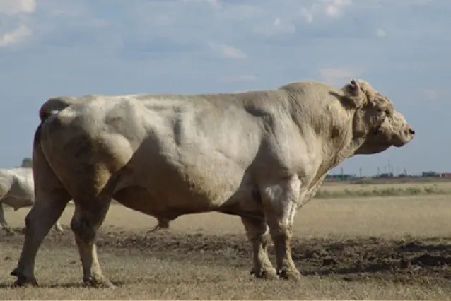 Auliekol breed of cattle