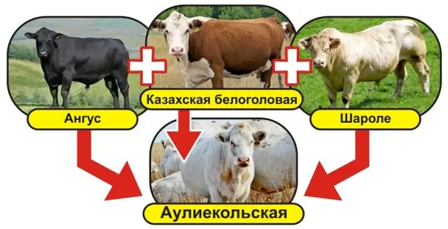 Auliekol breed of cattle