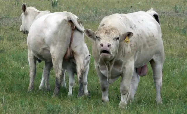 Auliekol breed of cattle