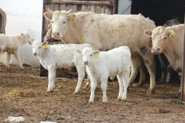 Auliekol breed of cattle