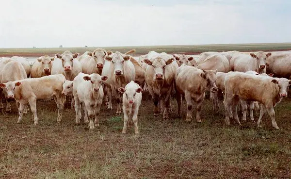 Auliekol breed of cattle