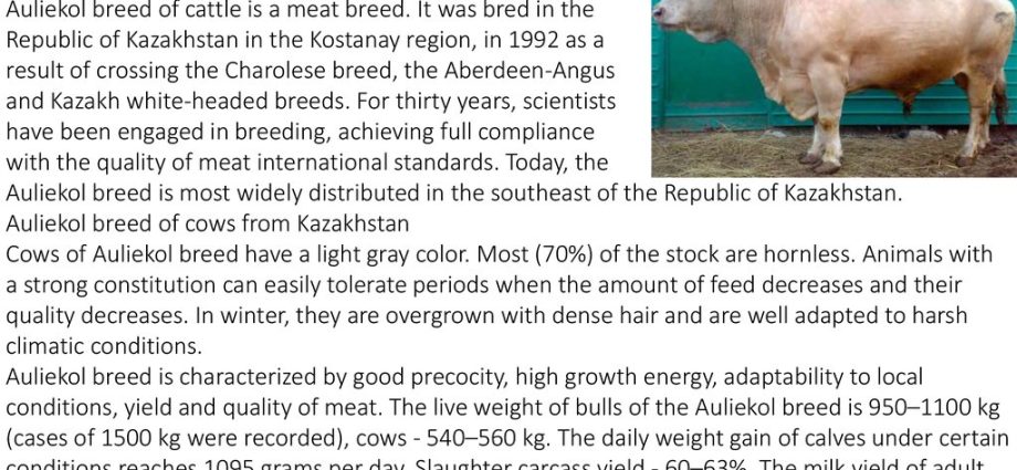 Auliekol breed of cattle