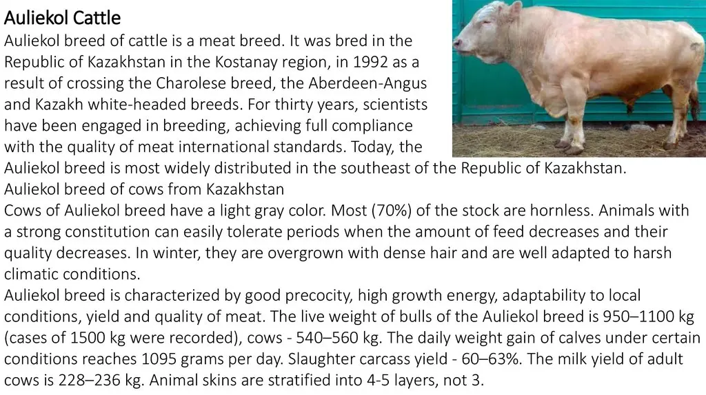 Auliekol breed of cattle