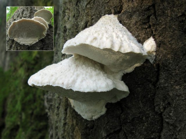 Aurantiporus splitting: photo and description