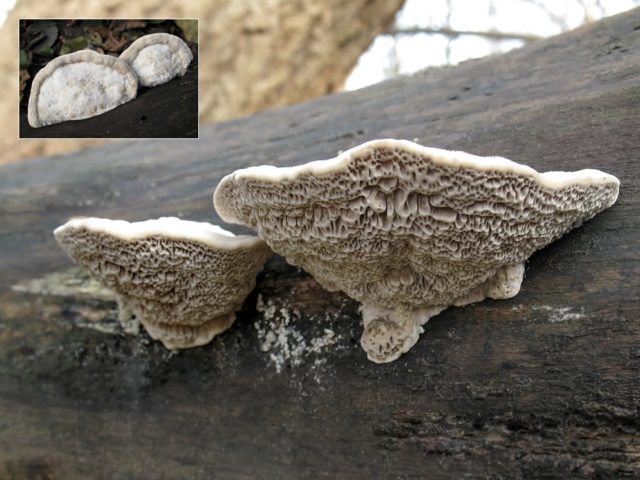 Aurantiporus splitting: photo and description