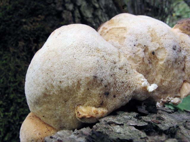 Aurantiporus splitting: photo and description