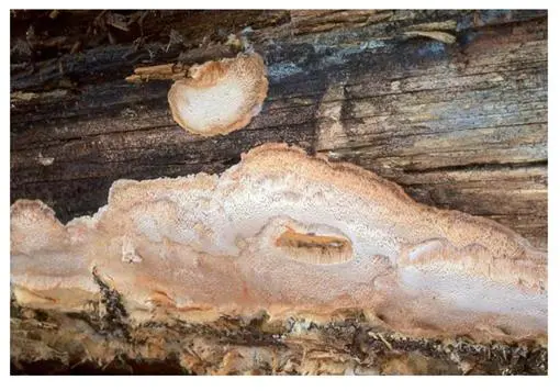 Aurantiporus splitting: photo and description