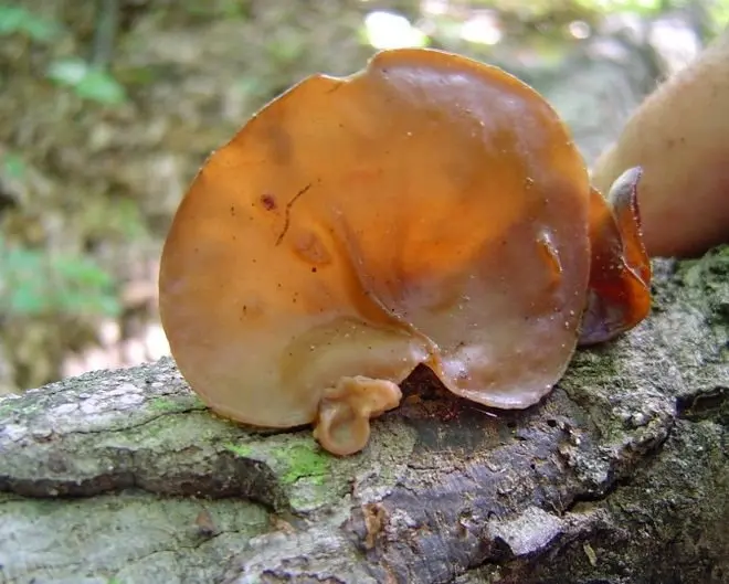 Auricularia auricularia (Judas ear) (Auricularia auricula-judae) photo and description