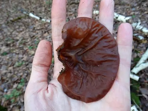 Auricularia auricularia (Judas ear) (Auricularia auricula-judae) photo and description