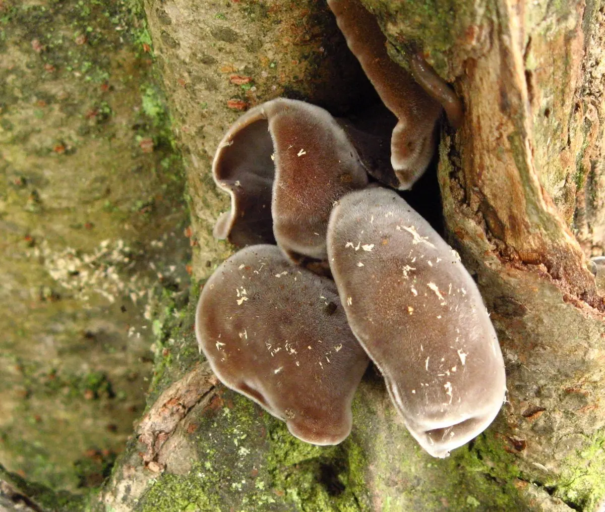 Auricularia densely hairy (Auricularia polytricha) photo and description