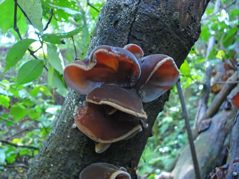 Auricularia densely hairy (Auricularia polytricha) photo and description
