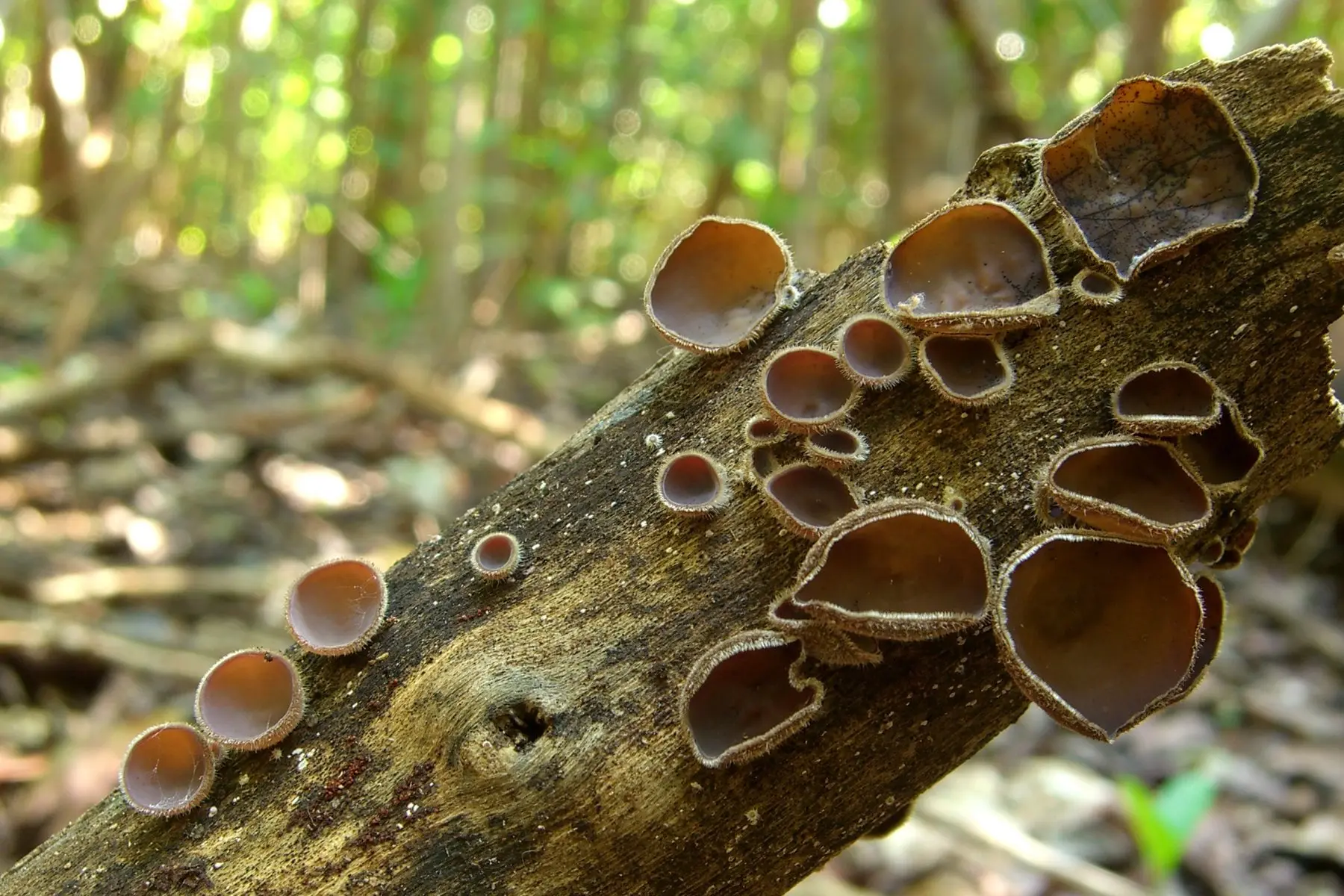 Auricularia densely hairy (Auricularia polytricha) photo and description