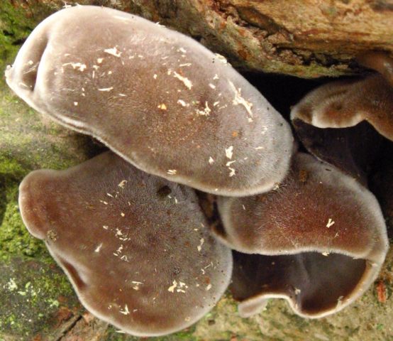 Auricularia densely hairy: photo and description, use