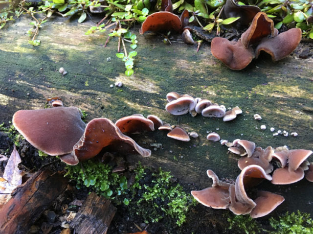 Auricularia densely hairy: photo and description, use