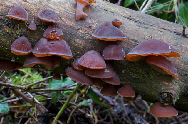 Auricularia densely hairy: photo and description, use