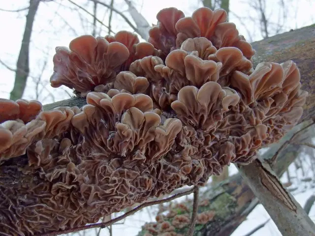 Auricularia densely hairy: photo and description, use