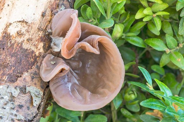 Auricularia ear-shaped (Judas ear): photo and description of the fungus