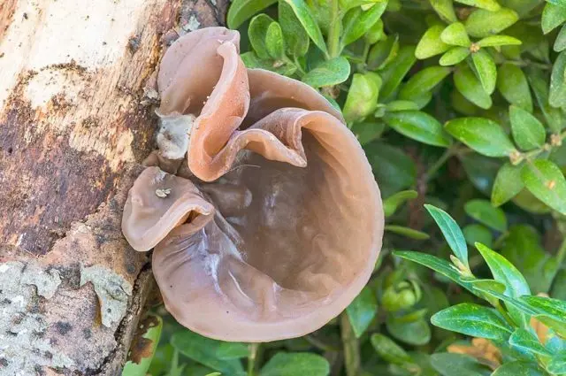 Auricularia ear-shaped (Judas ear): photo and description of the fungus