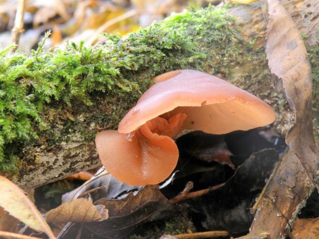 Auricularia ear-shaped (Judas ear): photo and description of the fungus