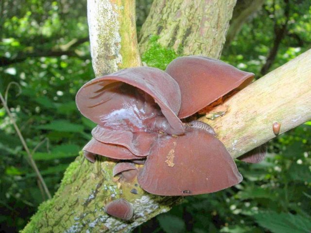 Auricularia ear-shaped (Judas ear): photo and description of the fungus