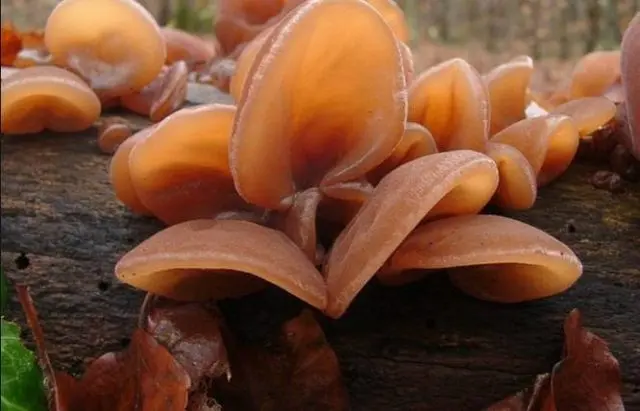 Auricularia ear-shaped (Judas ear): photo and description of the fungus