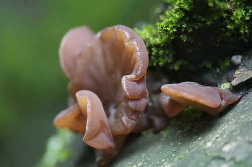 Auricularia ear-shaped (Judas ear): photo and description of the fungus