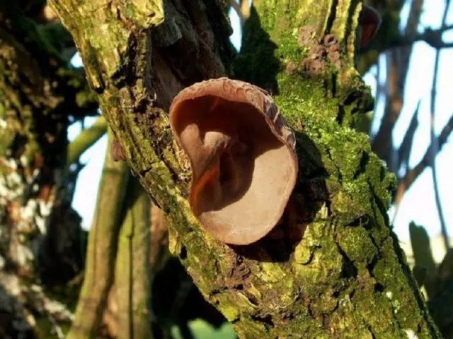 Auricularia ear-shaped (Judas ear): photo and description of the fungus